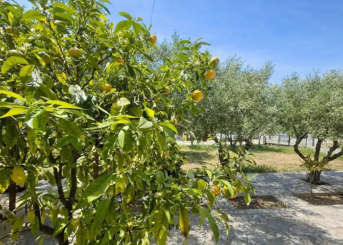 Ammo's By Horizon Homes